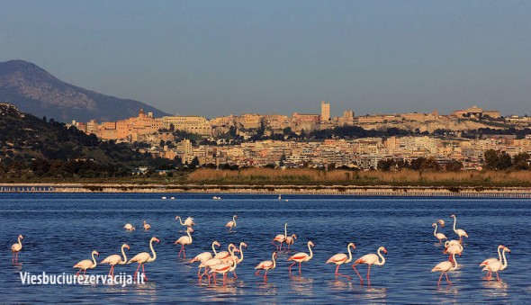 Flamingai šalia Kaljario miesto, Sardinija